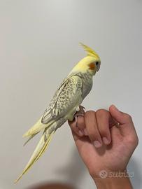 Calipsita allevata a mano