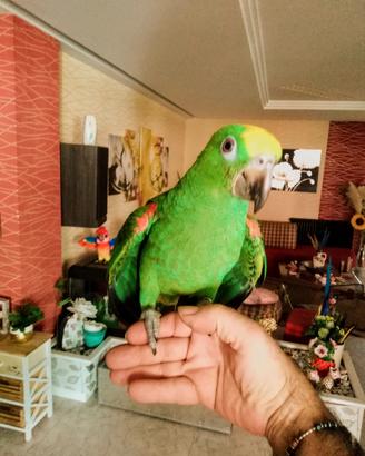 pappagallo amazzone fronte gialla 