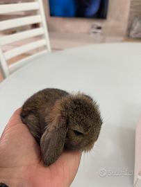 Coniglio nano ariete mini lop