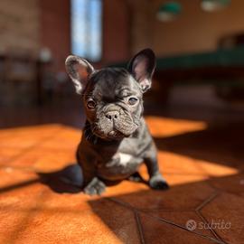 Cuccioli Bouledogue Francese