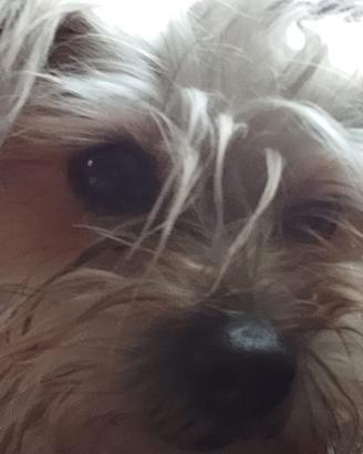 Maschietto Yorkshire o Maltese per accoppiamento