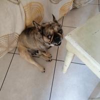 Bulldog francese
