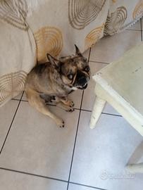 Bulldog francese