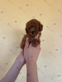 Barboncini toy pedigree enci