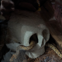 Pitone palla con teca