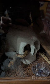 Pitone palla con teca