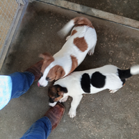 Jack Russell Terrier