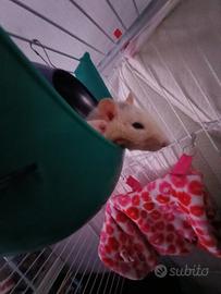 Ratti domestici