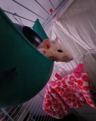 Ratti domestici