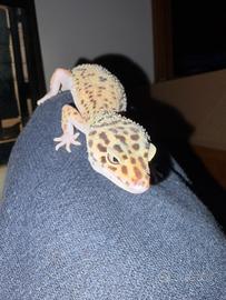 Geco leopardino femmina
