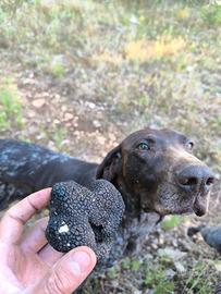 Bracca kurzhar con pedigree