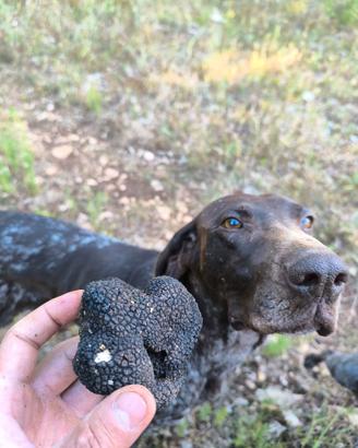 Bracca kurzhar con pedigree