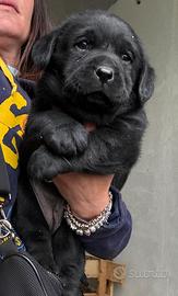 Labrador cuccioli