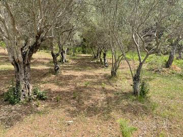 Terreno in zona Caria Girifalco CZ