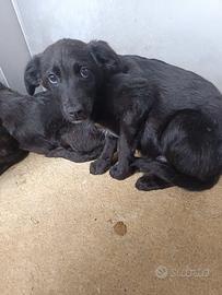 Cucciolo meraviglioso da amare