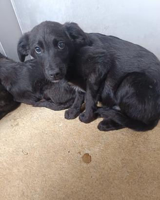 Cucciolo meraviglioso da amare