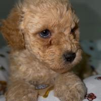 Barboncino albicocca