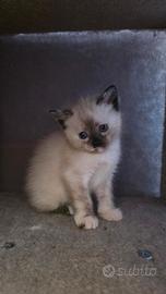 Siamese Occhi Azzurri