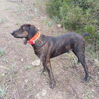 Cuccioli di cane da caccia grossa