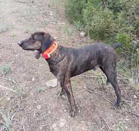Cuccioli di cane da caccia grossa