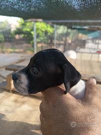 Cucciolo pointer inglese