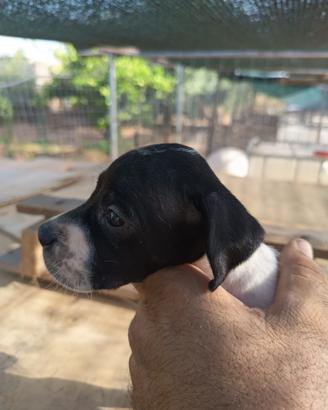 Cucciolo pointer inglese