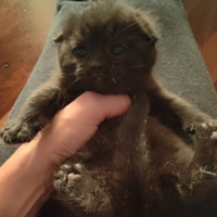 Gattini Scottish Fold con Pedigree