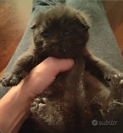 Gattini Scottish Fold con Pedigree