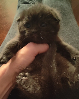 Gattini Scottish Fold con Pedigree