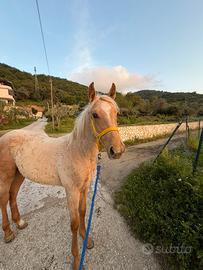 Puledro palomino