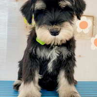 Cuccioli schnauzer nano nero argento PEDIGREE