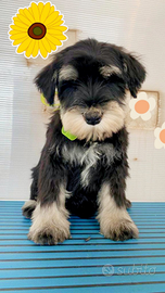 Cuccioli schnauzer nano nero argento PEDIGREE