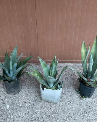 Agave
