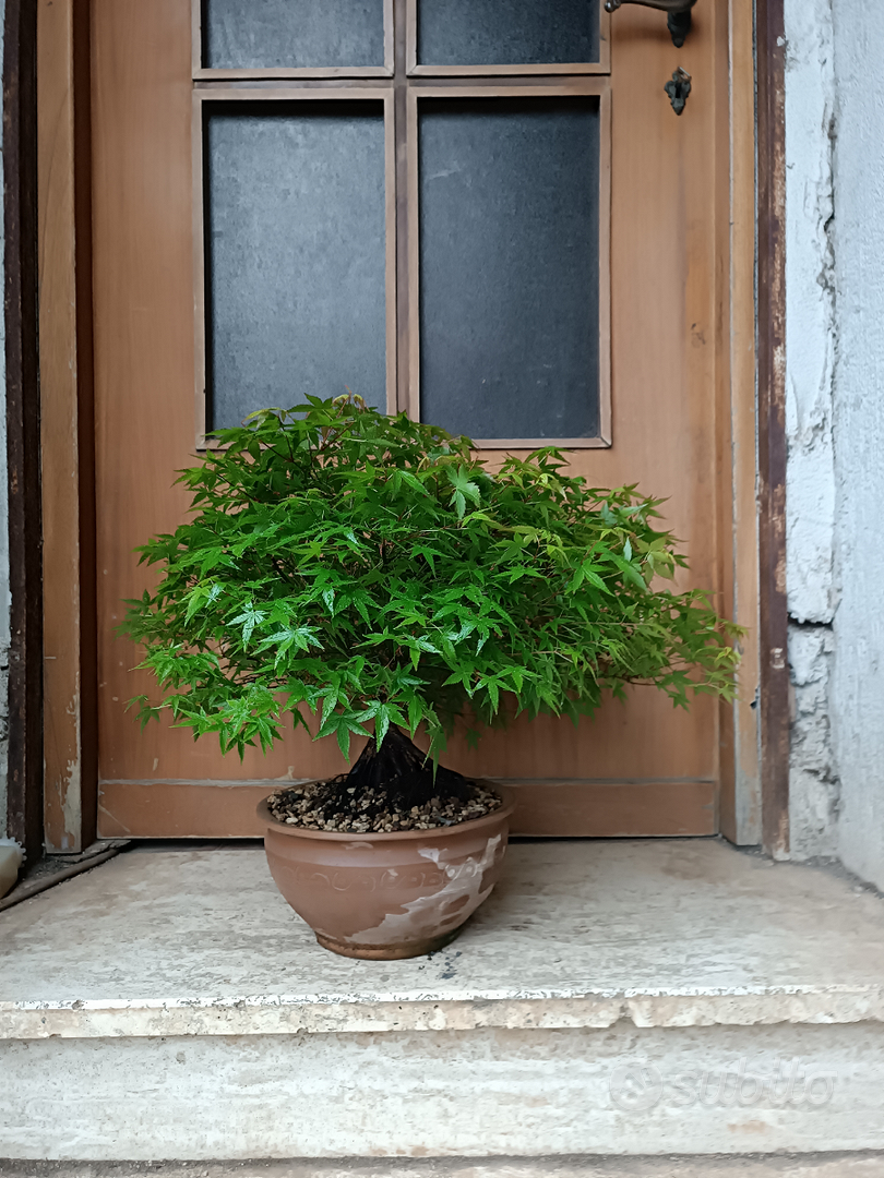 Bonsai acero palmato var kiyohime - Giardino e Fai da te In vendita a Roma