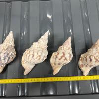 Charonia Tritonis Piccola - 11 cm circa