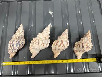 Charonia Tritonis Piccola - 11 cm circa