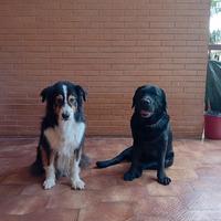 Labrador nero e Pastore Australiano tricolor
