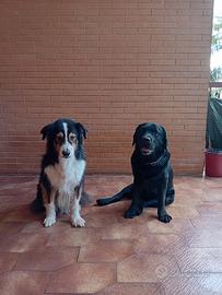 Labrador nero e Pastore Australiano tricolor