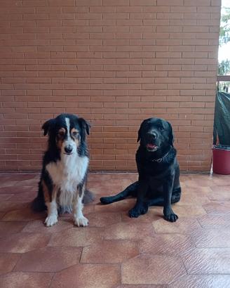 Labrador nero e Pastore Australiano tricolor