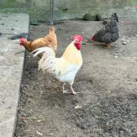Gallo