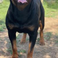 Rottweiler stallone per accoppiamenti monta