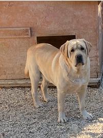 Labrador retriever