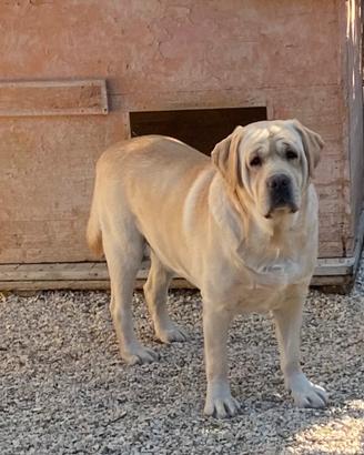 Labrador retriever