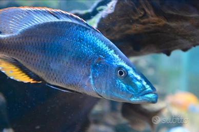 Ciclidi africani