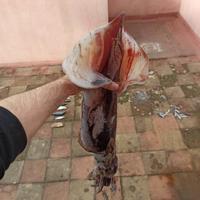 pesca totani mulinello elettrico bolentino