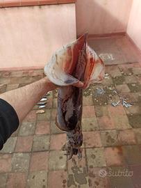 pesca totani mulinello elettrico bolentino