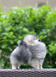 Spitz Di Pomerania Mini