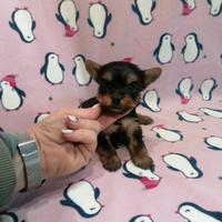 Yorkshire Terrier cuccioli