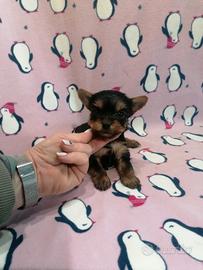 Yorkshire Terrier cuccioli