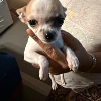 Cucciolo di chihuahua razza pura